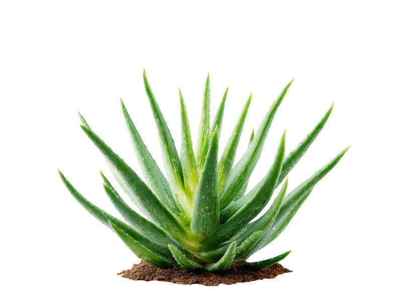 Aloe