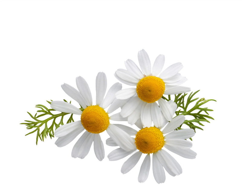 Chamomile