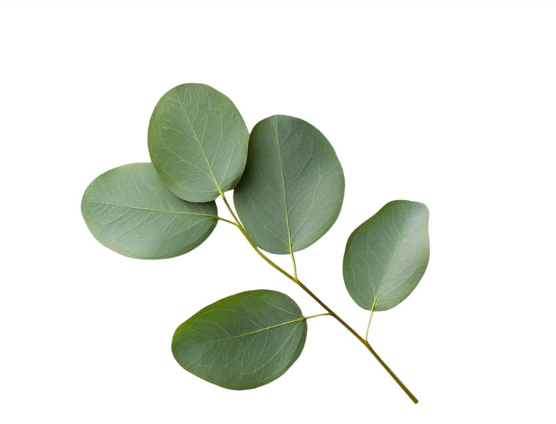 Eucalyptus